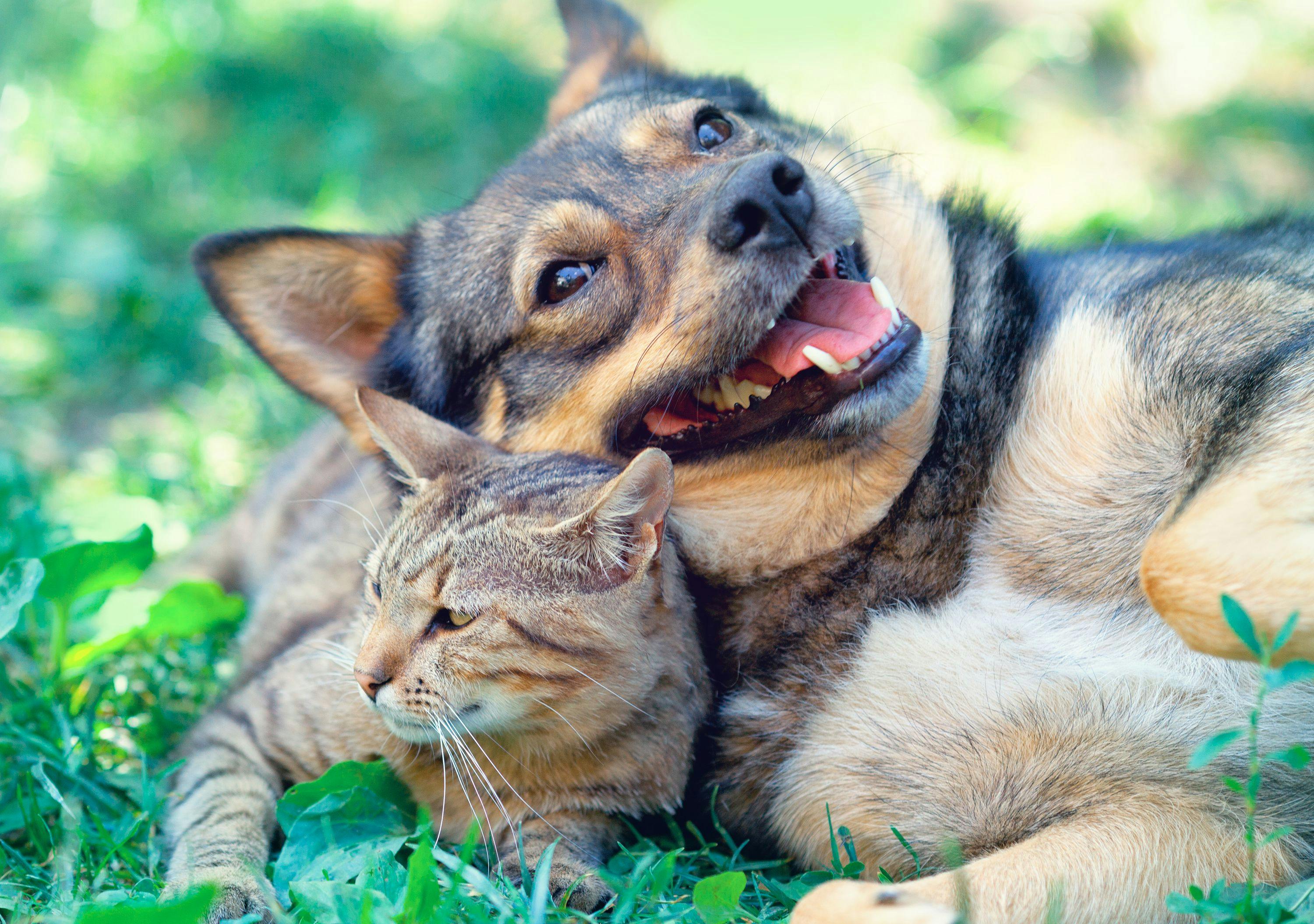 Pet insurance proves valuable to many clients