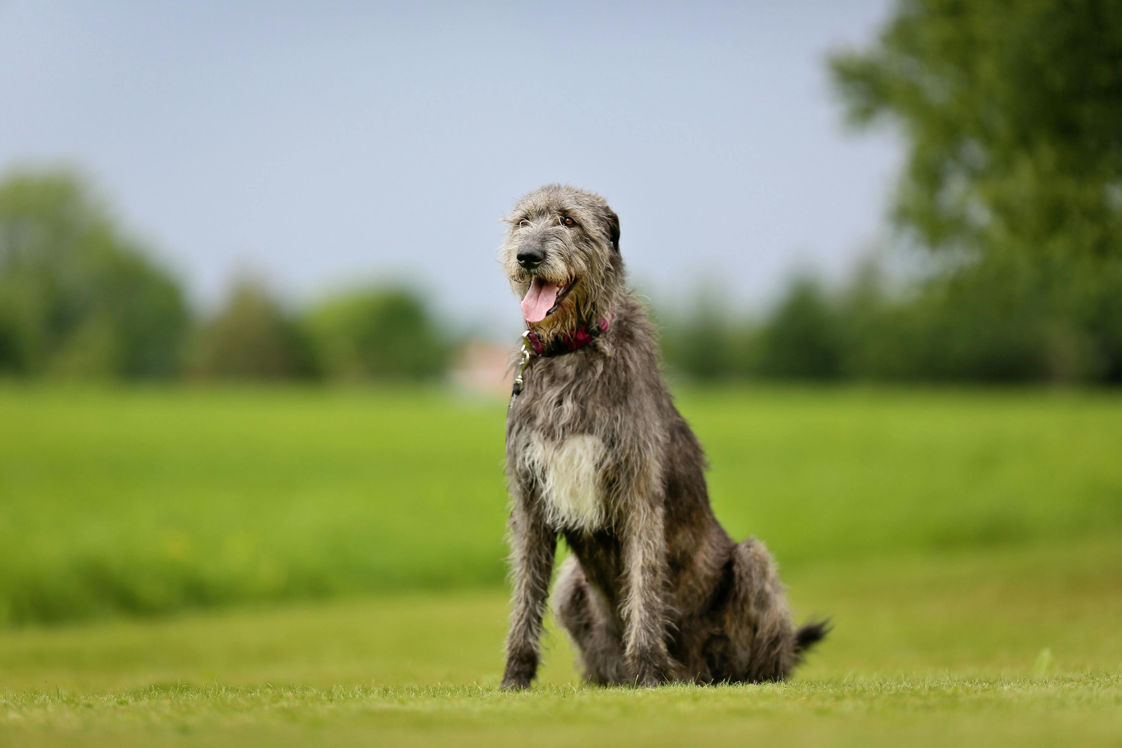 Effect of non-traditional vs traditional diets on Irish wolfhounds' heart health 