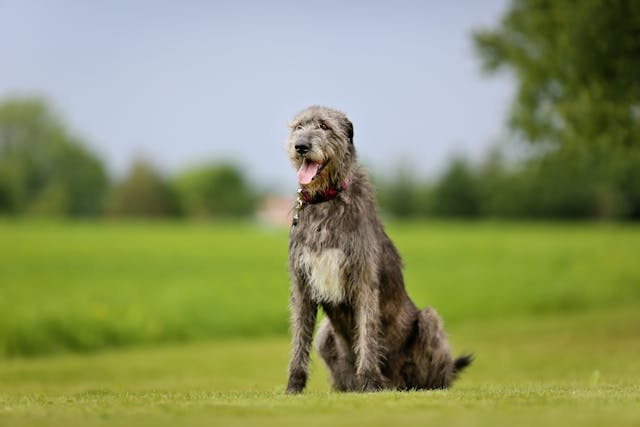 Effect of non-traditional vs traditional diets on Irish wolfhounds' heart health 