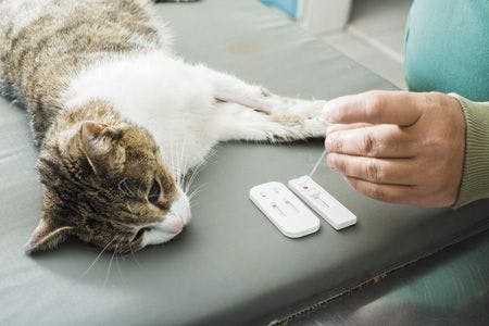 veterinary-cat-veterinary-blood-test-450px-shutterstock-160064312.jpg