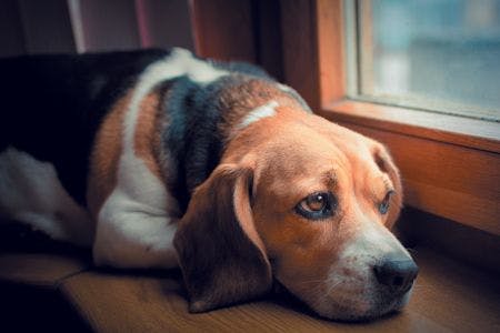 veterinary-sad-dog-on-the-window-sill-shutterstock-383801827-body.jpg