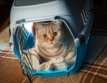 veterinary-cat-in-crate-AdobeStock_102048319 (1).jpg
