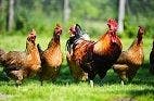 Chickens Playing Their Part to Fight Rare Disease