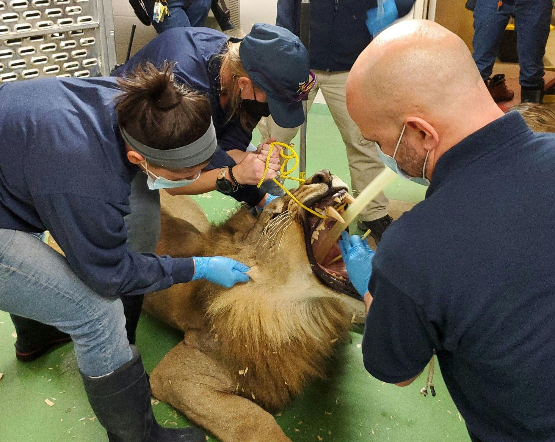 Administering anesthesia to lion patients 