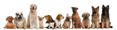 veterinary-dog-group-of-dogs-sitting-against-white-background-450px-shutterstock-1048323741493342445904.jpg