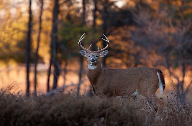 New research funds to better understand SARS-CoV-2 in deer and promote One Health