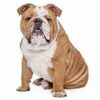 Genetic Assessment Study Prompts Call for Revised Bulldog Breed Standards