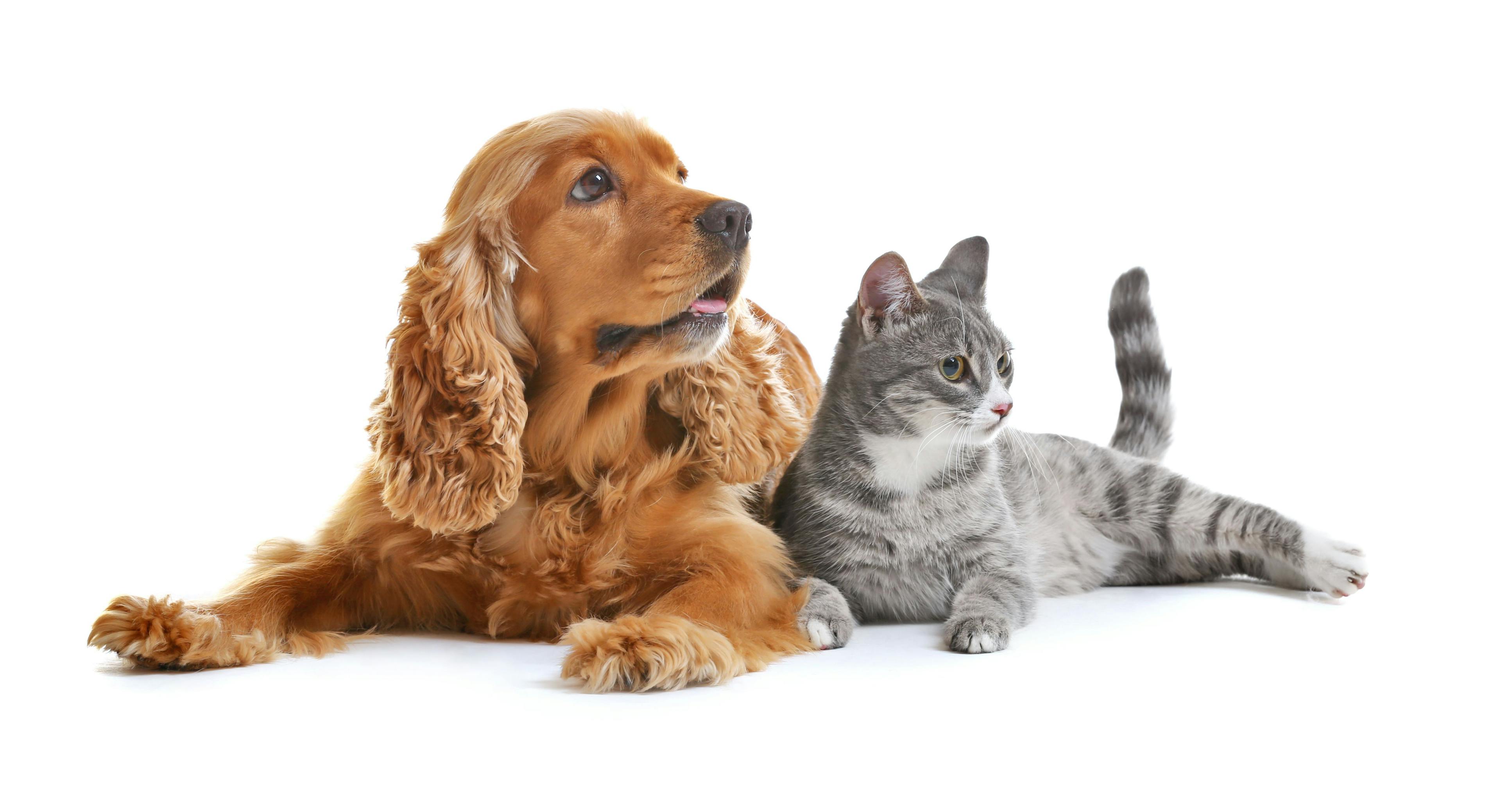 A breakthrough joint supplement for dogs and cats