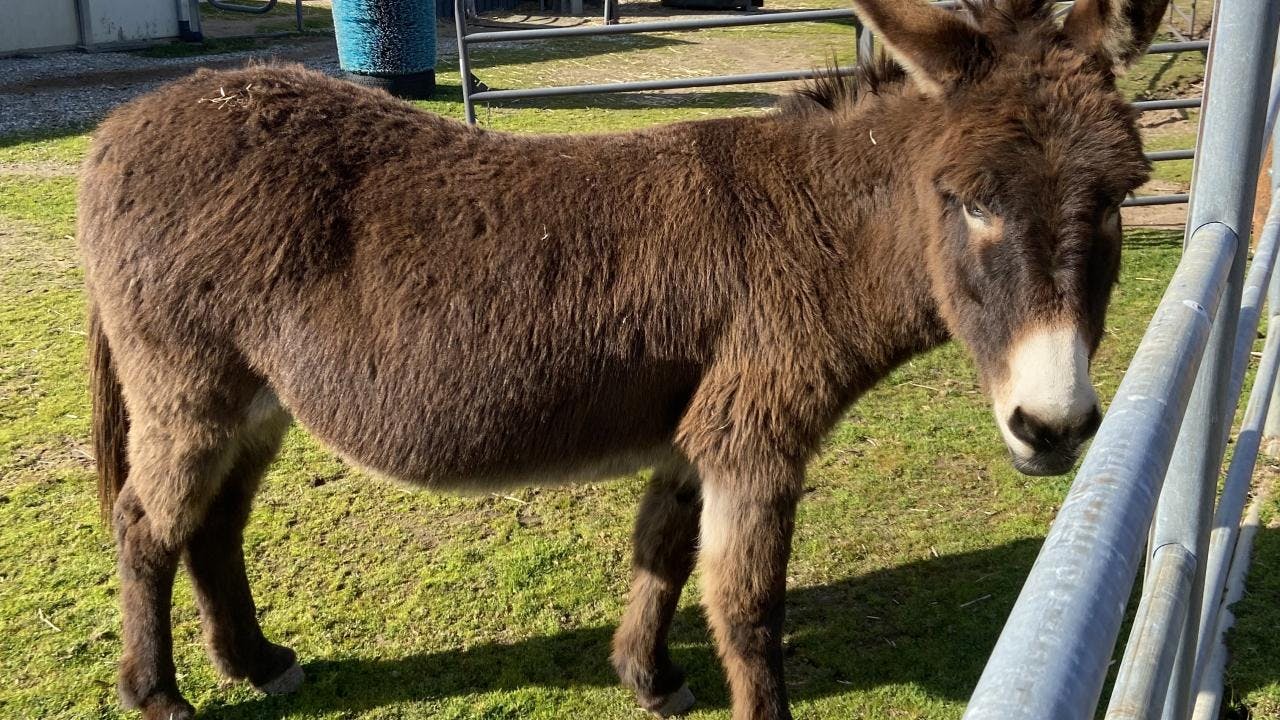 Donkey treated for oleander poisoning