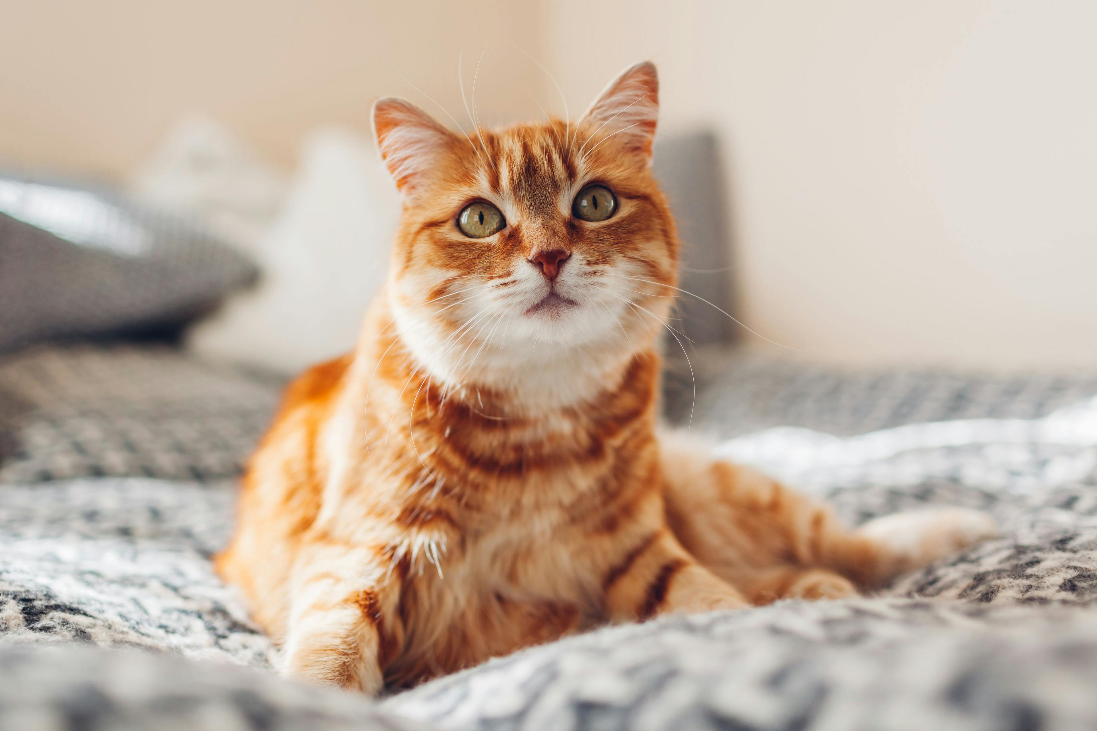 Improving medication compliance for felines with diabetes