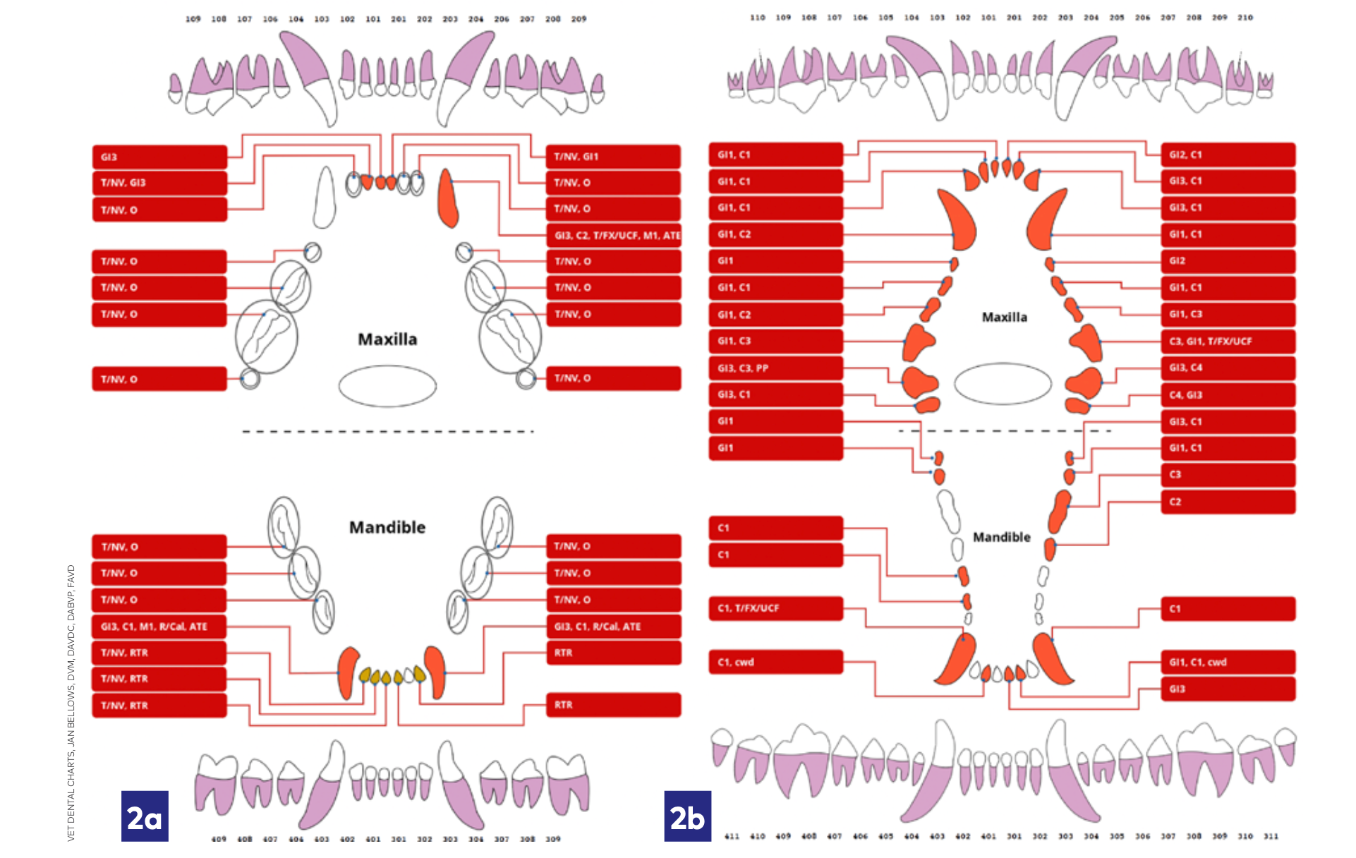 HACK 2: Figure 2a diagnostic cat mouth chart, 2b diagnostic dog chart (VET DENTAL CHARTS, JAN BELLOWS, DVM, DAVDC, DABVP, FAVD)