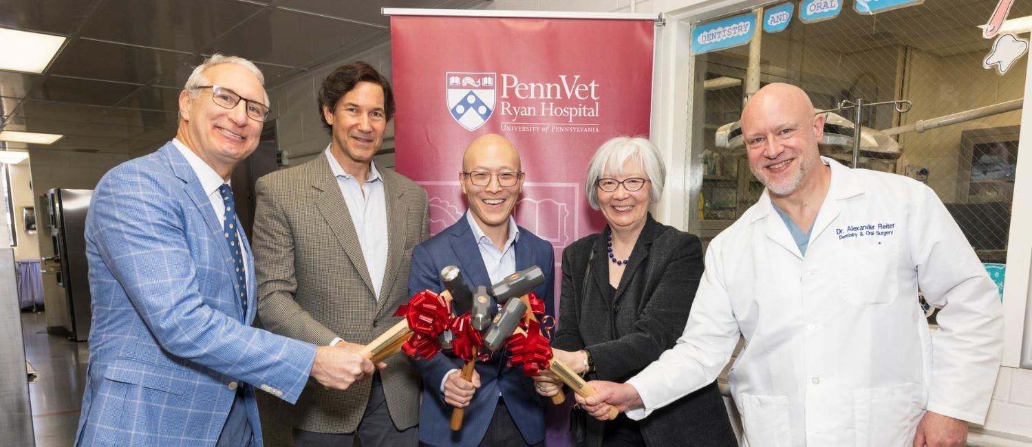 PennVet begins oral surgery suite construction 