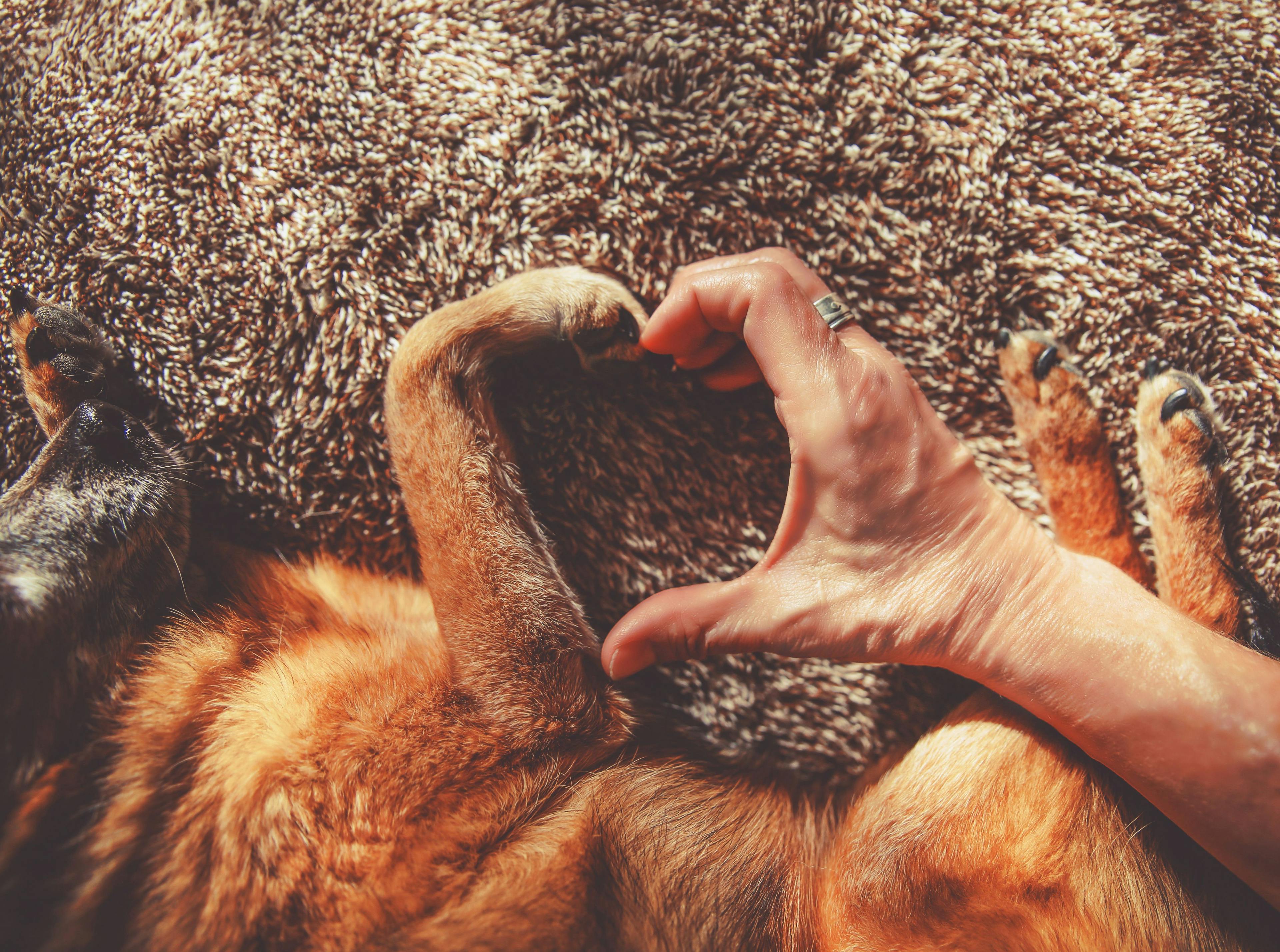 dog paw and human hand combine to form a heart