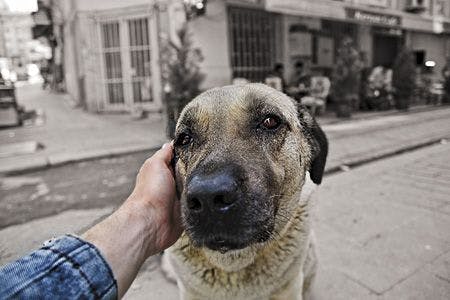 veterinary-dog-cropped-image-of-owner-stroking-dog-against-building-450px-660587815.jpg