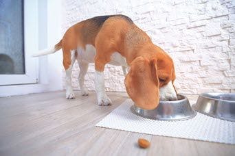 Dog Food Probiotics
