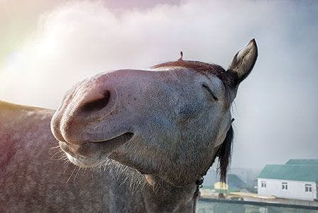 veterinary-happy-horse-AdobeStock
