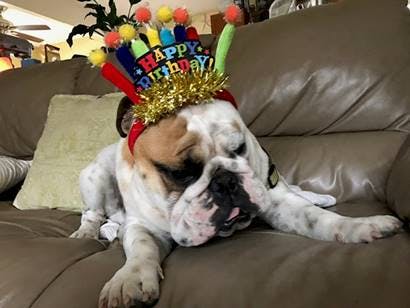 Oskar Price, aka “Munchie,” an English bulldog celebrating his 8th birthday.