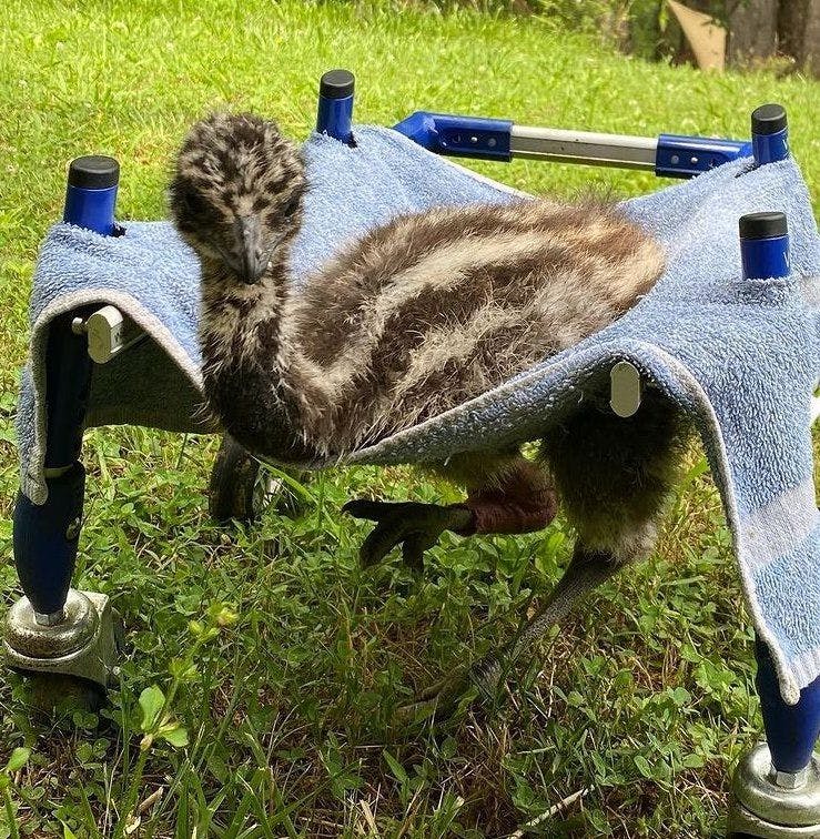 First-ever emu to travel by wheelchair 