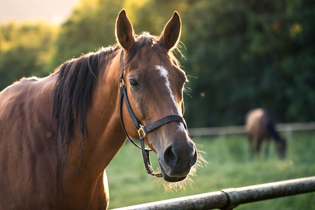 Nephrosplenic space ablation in horses