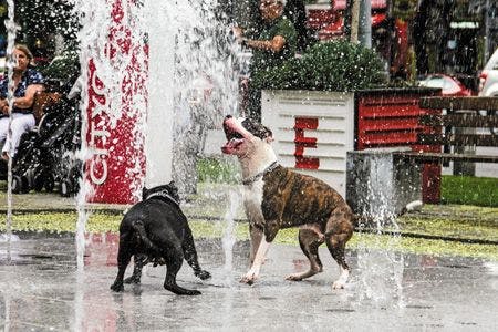 veterinary-dogs-playing-at-water-fountains-in-city-450px-592262045.jpg