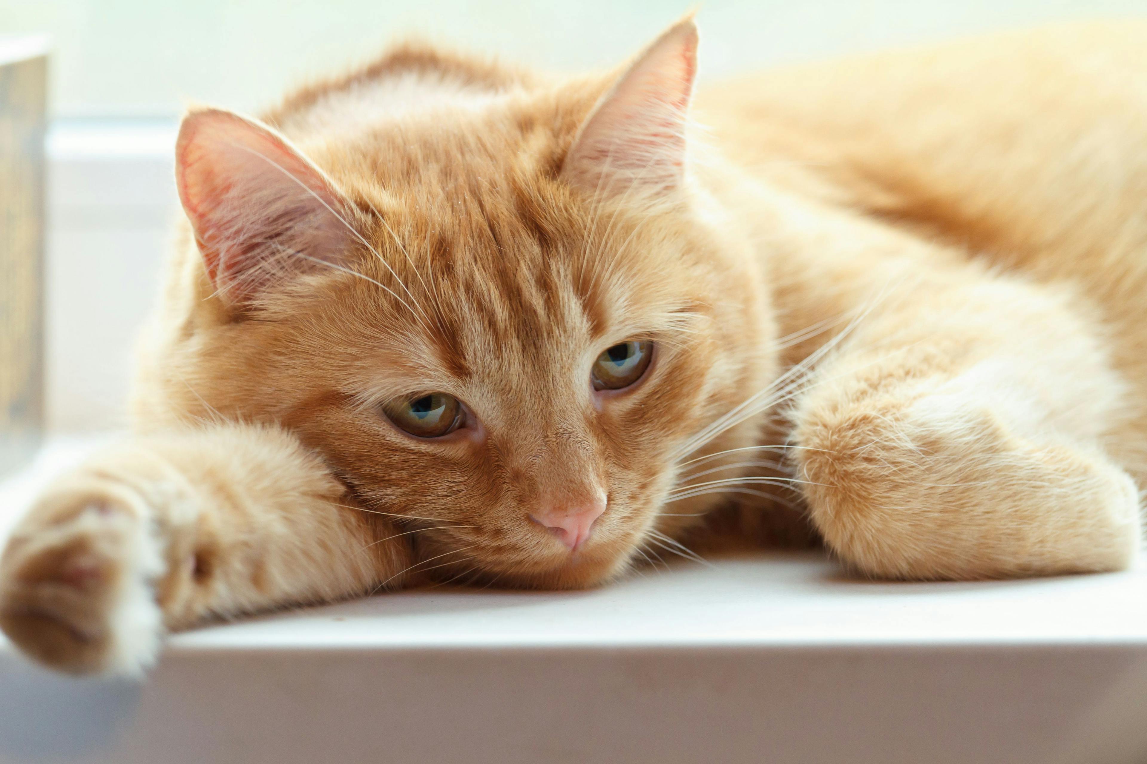 3 must-reads on feline heartworm disease