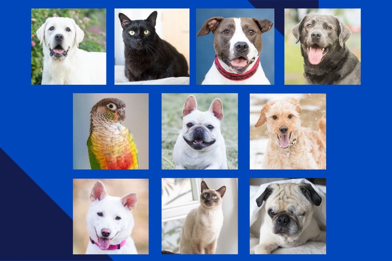 The 2023 Hambone Award finalists (Image courtesy of Nationwide Pet Insurance)