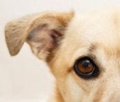veterinary_idea_dog2_eye-685812-1384229424418.jpg