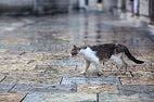 Counting Free-Roaming Cats in Cities: A Step Toward Humane Management
