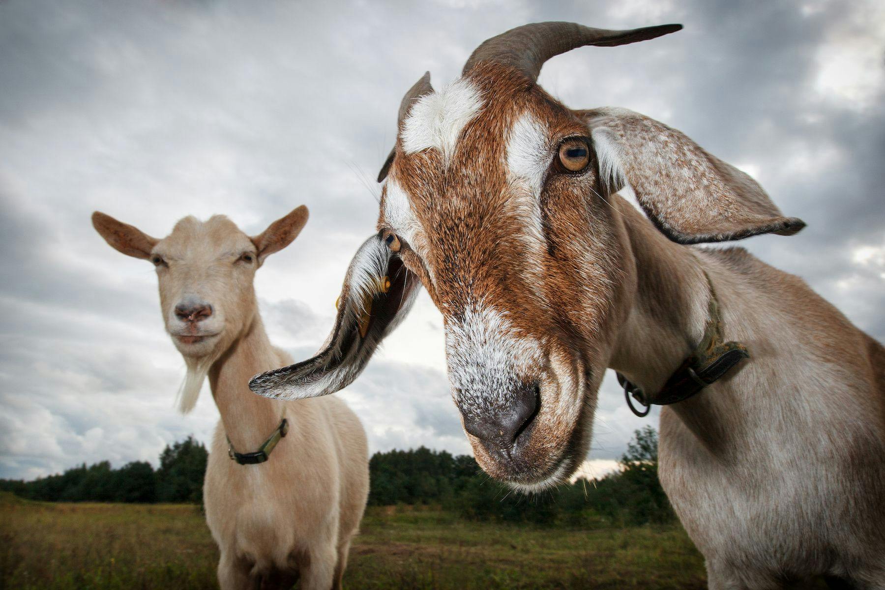 Goat ungulates