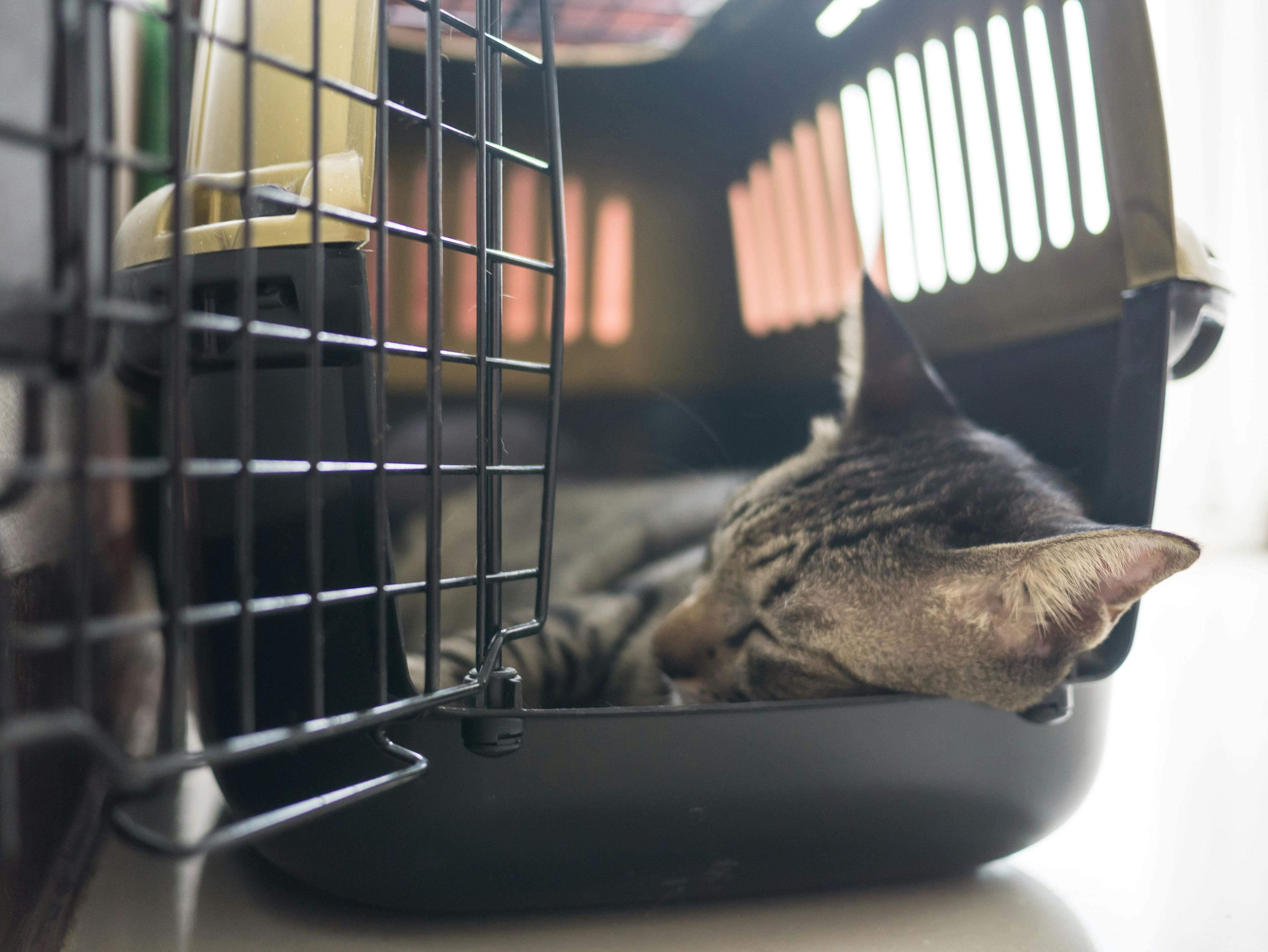 Considerations for the use of sedation for feline veterinary visits