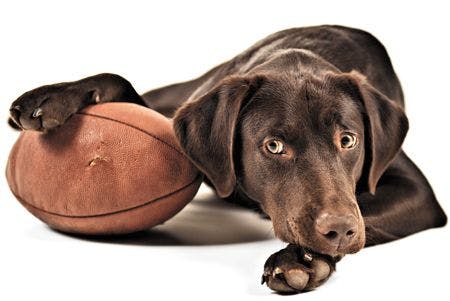 veterinary-dog-resting-his-paw-on-american-football-shutterstock-68466118_450.jpg