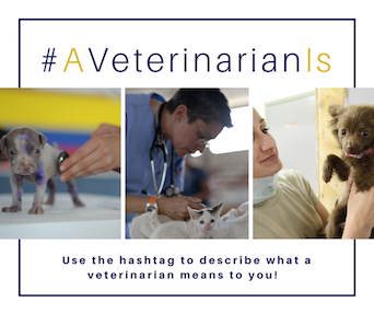 A Veterinarian Is