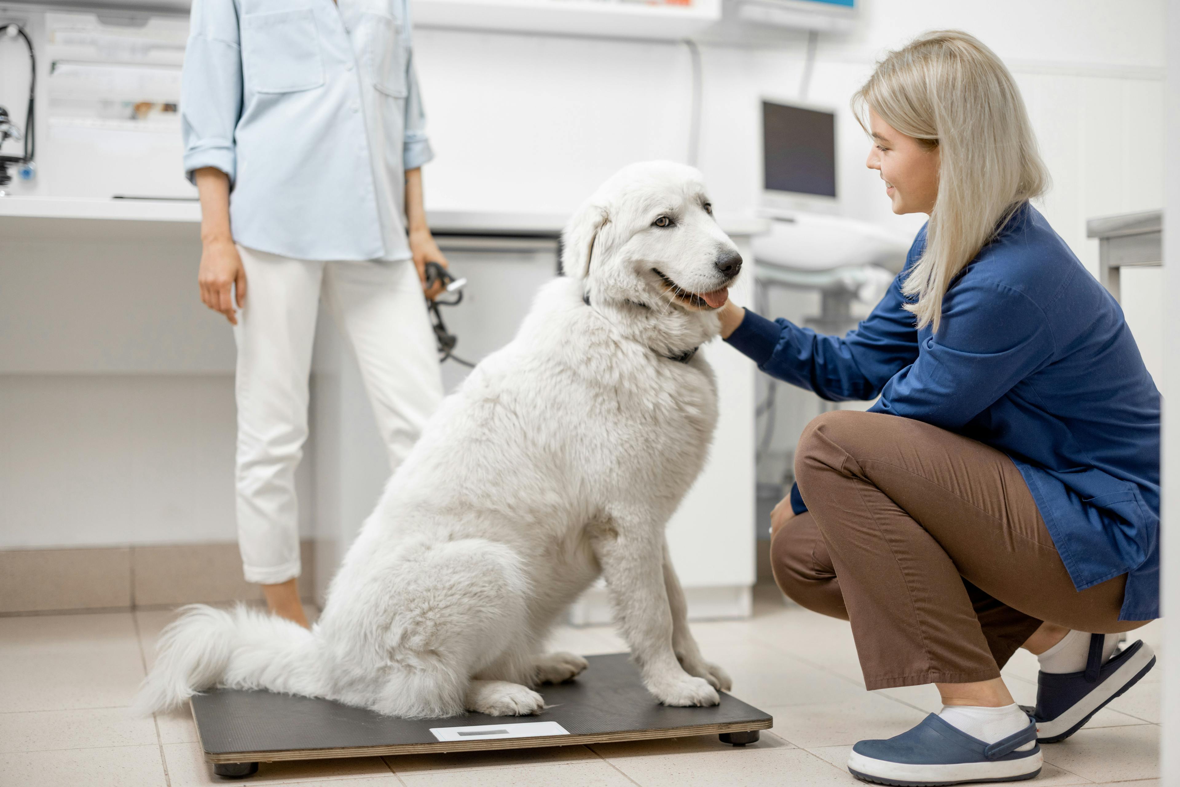Recent survey indicates physical and emotional toll of obese dogs 