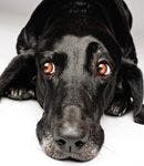 veterinary_scared_dog-701989-1384213501527.jpg