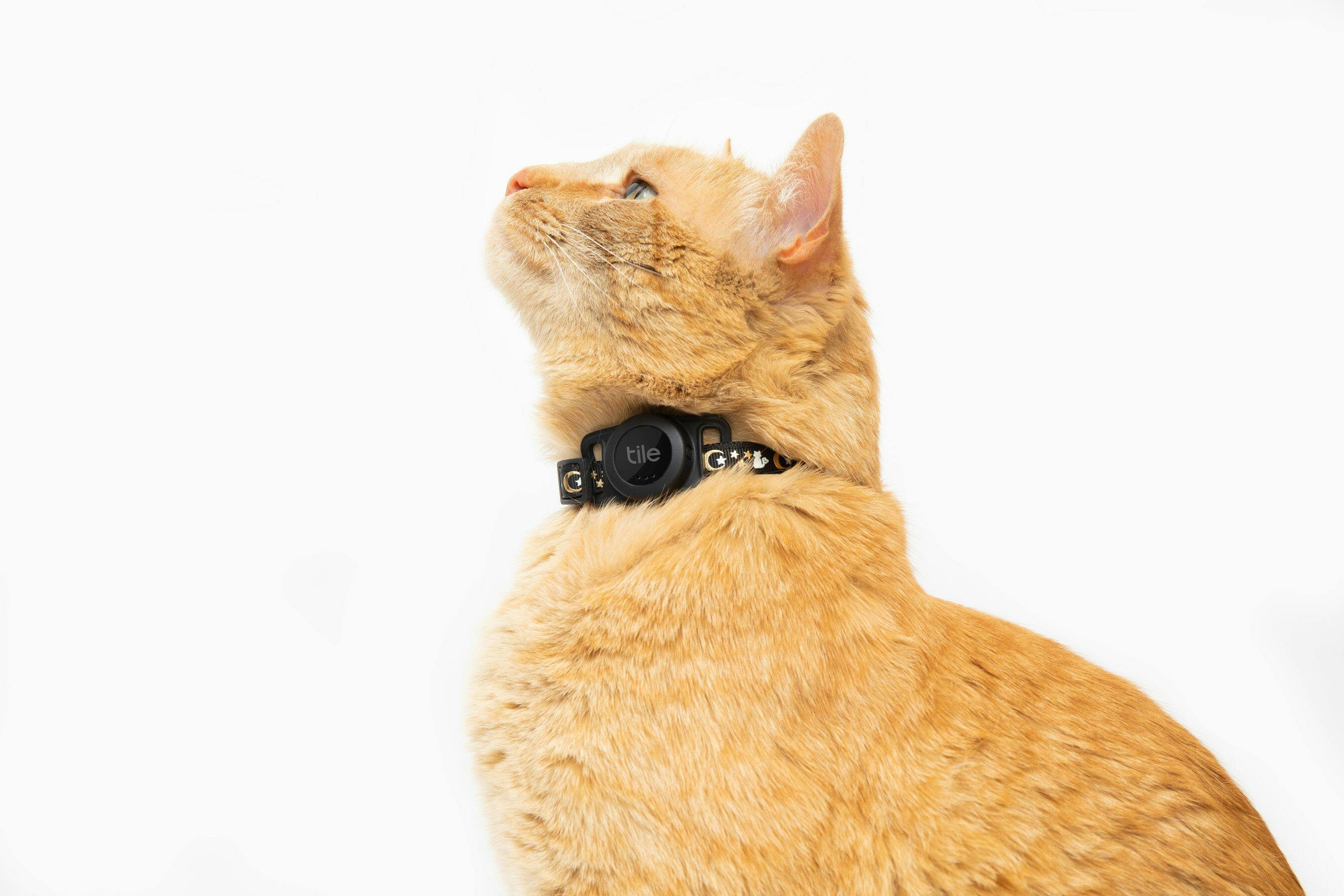 New Bluetooth cat collar accessory kit available   