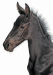 veterinary-horse-foal-149303826-823640-1404217341495.jpg