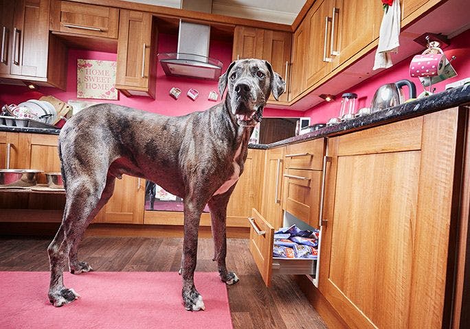 Tallest dog in the world dies