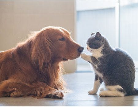 veterinary-dogcat-main.jpg