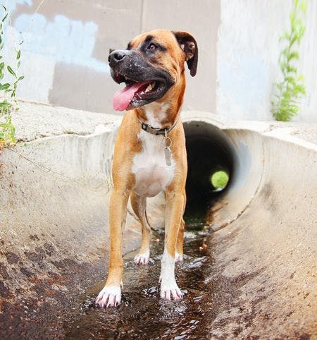 veterinary-dog-sewer-shutterstock_291401459_450.jpg