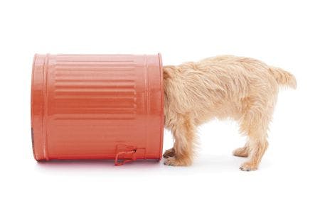 veterinary-dog-and-red-bucket-450px-shutterstock-84908872.jpg