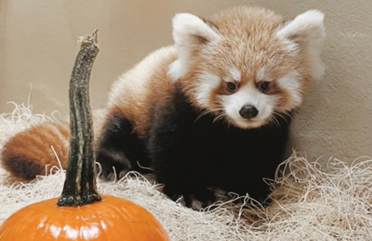 Dash, or "Baby Spice," posing with a pumpkin (Photo courtesy of Toronto Zoo). 