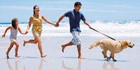 Veterinary-dog-golden-family-beach-run-813484-1382843508766.jpg