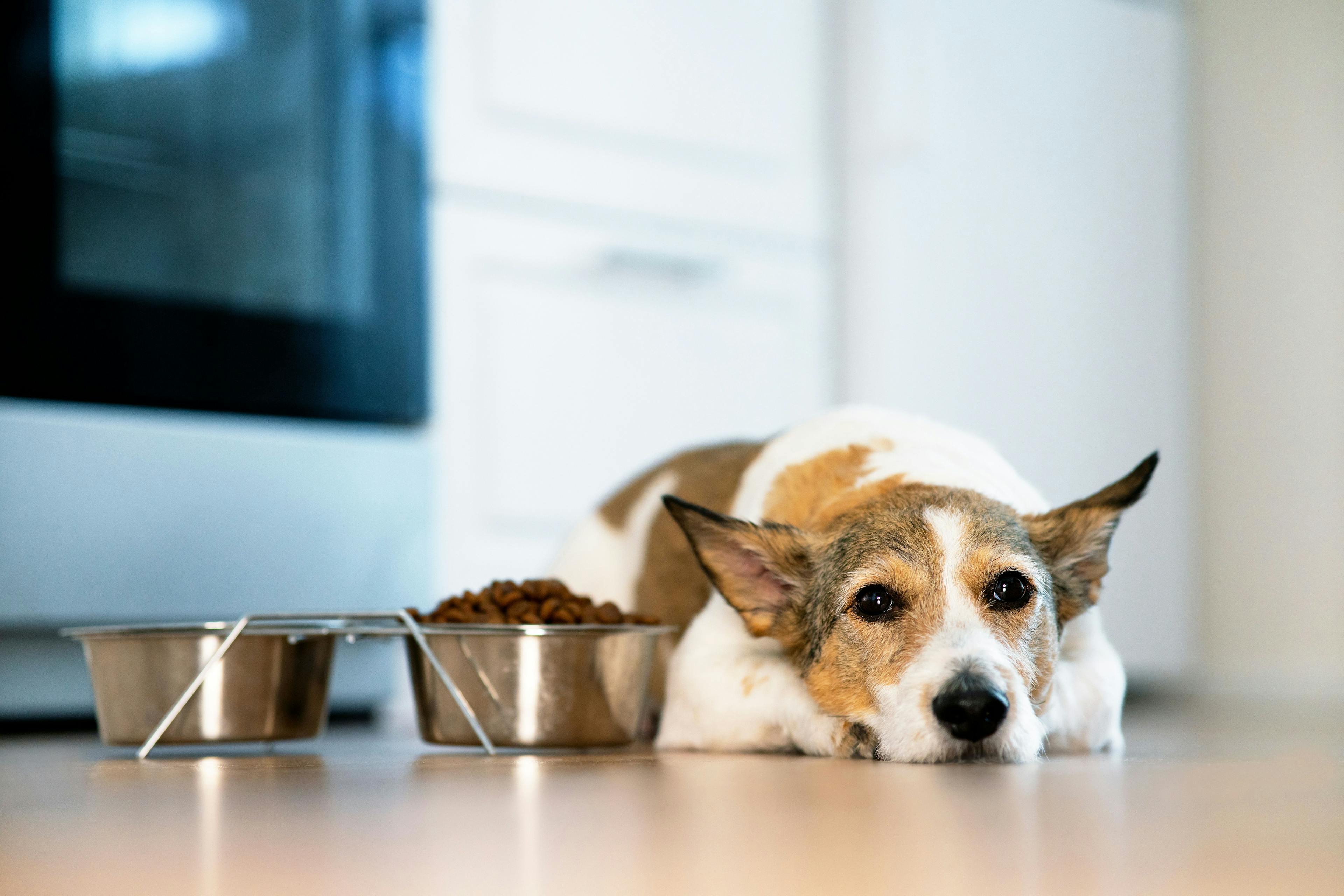 Help pets with cancer receive the proper nutrients 