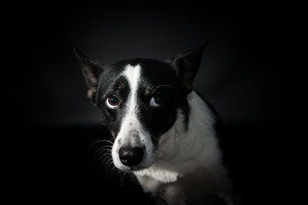 veterinary-dog-scared-black-AdobeStock-194577983-450px.jpg