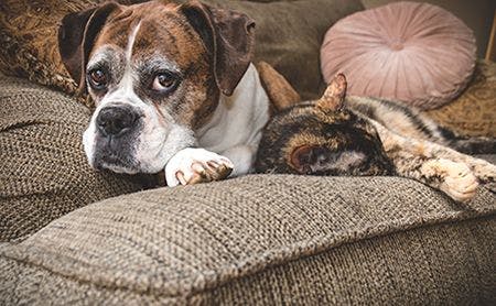 veterinary-dog-cat-old-couch-AdobeStock_105791044-450.jpg