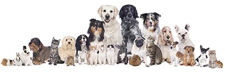 veterinary-many-pets-together-AdobeStock_76169255-body.jpg