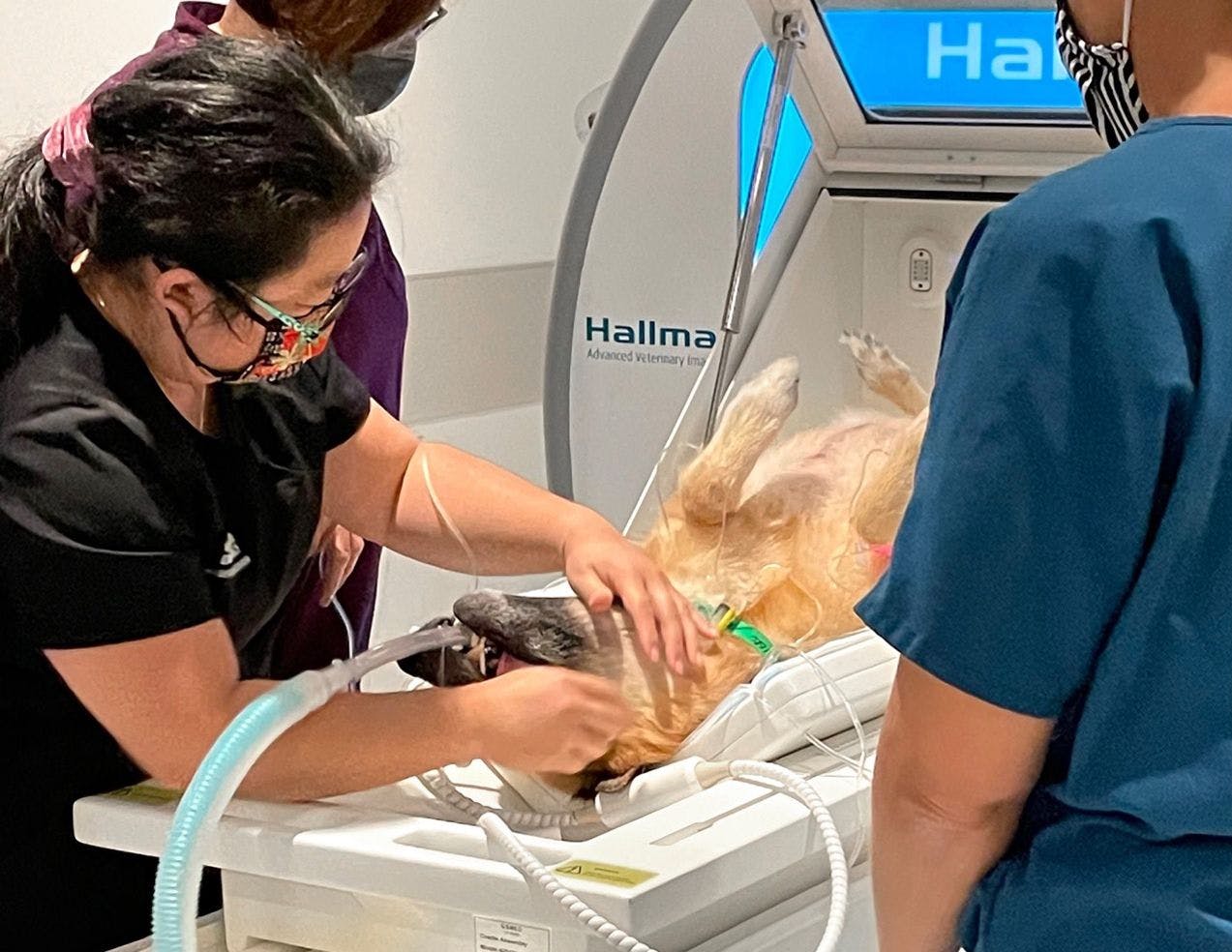 A canine is positioned in the small animal MRI by VERC veterinary staff prior to an imaging study. Image provided by Hallmarq Veterinary Imaging.