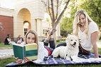Pet Therapy Can Help First-Year University Students Fight Homesickness