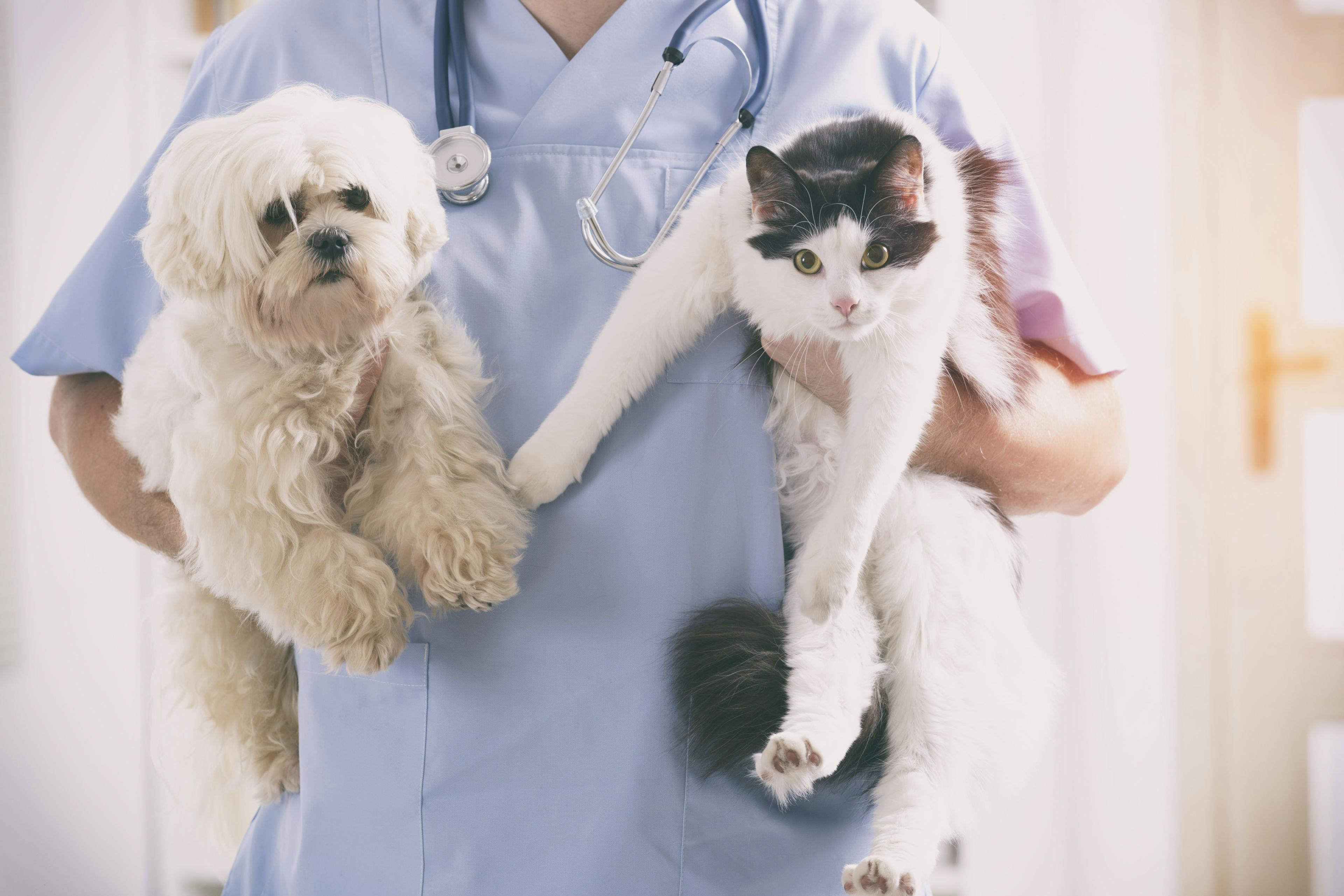 Glucose requires monitoring in the canine/feline veterinary patient 