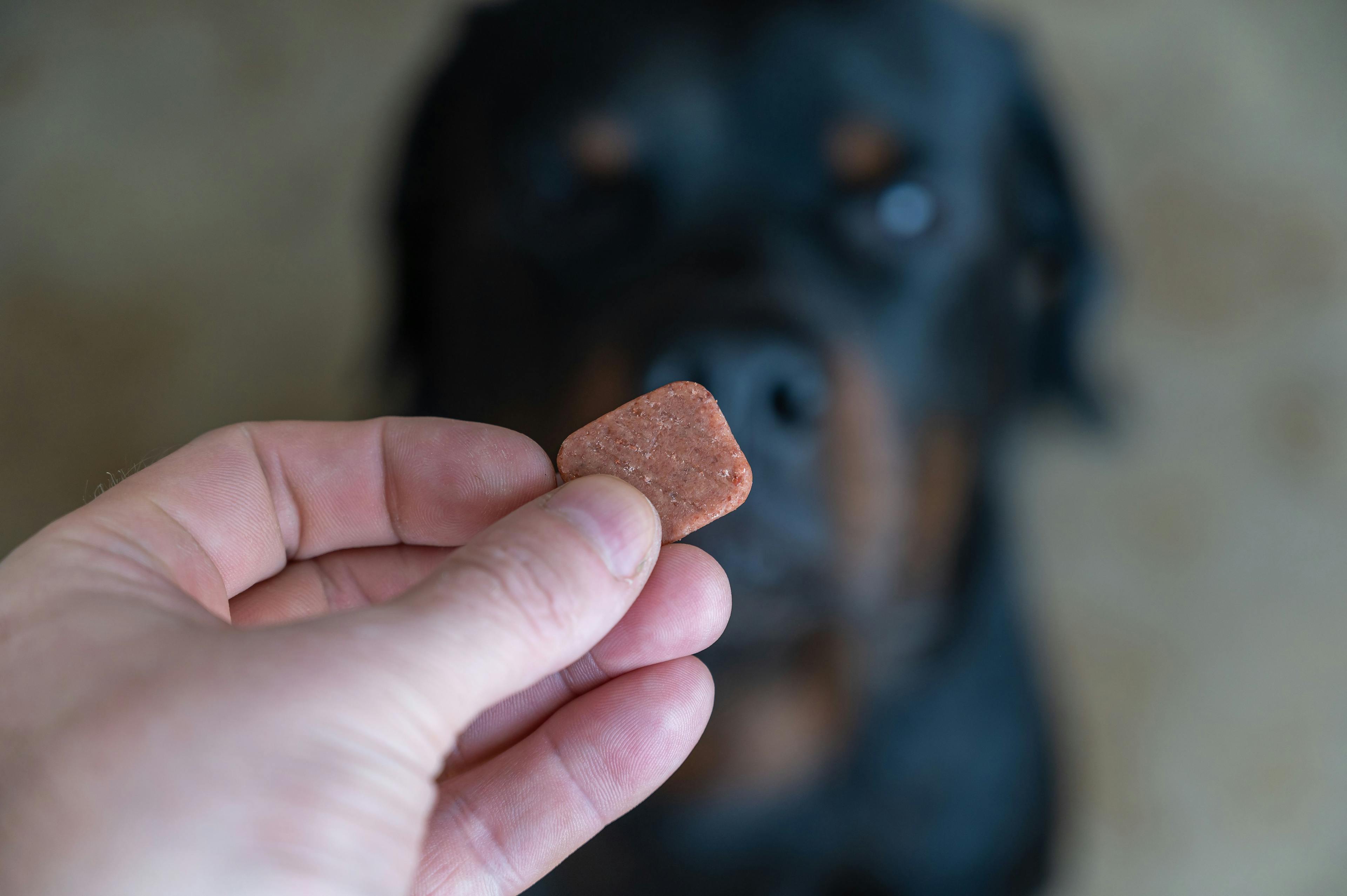 Chewable tablet receives FDA approval for internal and external parasites in dogs